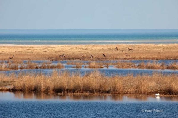 Hirschkuehe Am Darsser Weststrand